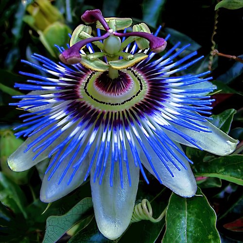 Blue passion flower seeds - flower,