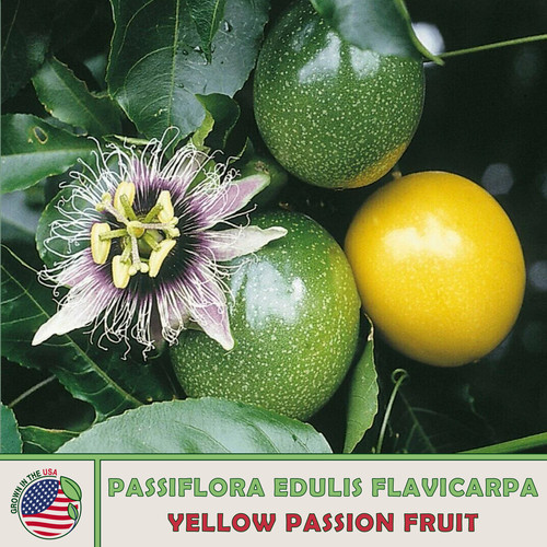 Yellow passion fruit - passion,