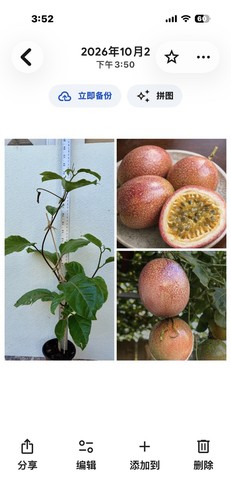 Purple passion fruit - passion,