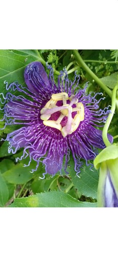 Passion fruit purple - passion,