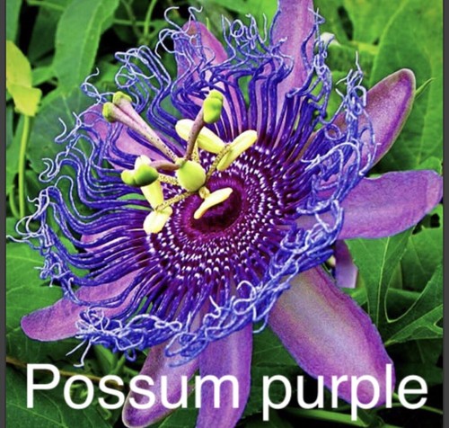 Passion fruit possum purple - passion,