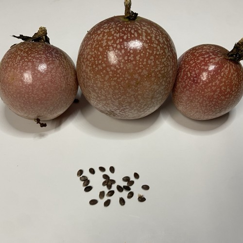 Organic purple passion - passion, fruit