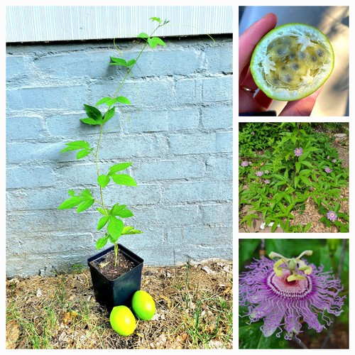 Maypop passion fruit live - maypop,
