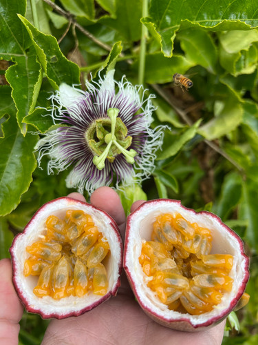 Fresh california passion fruit - california,