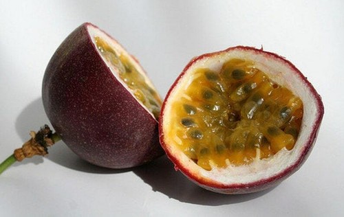 Possum purple passion - purple,