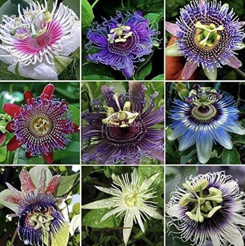 S rare passiflora - y.p.b.’s,