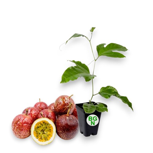 Panama red passion fruit - fruit, plant