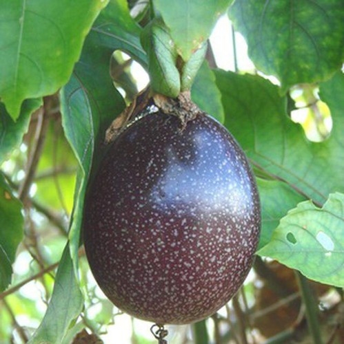 Organic purple passion - 10+organic,