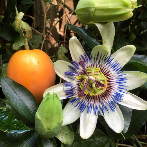 Blue crown passion - 10, flower