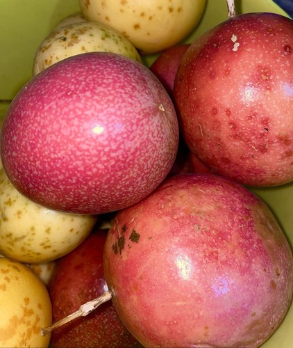 Passion fruit maracuya parcha - ,