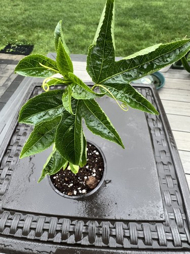 Passionfruit vine passiflora - vine,