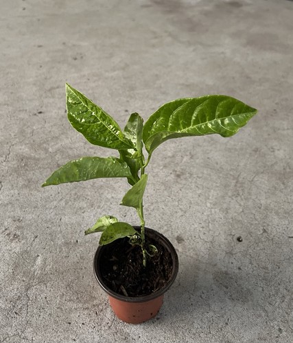 Gloden passion fruit - passion, 8”