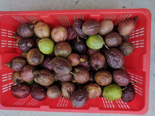 Fresh purple passion fruit - purple,