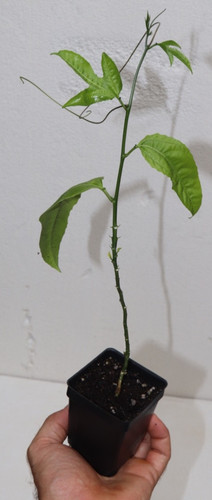 Tall frederick s - 15”, frederick’s
