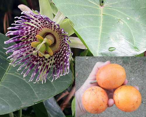 Passiflora ligularis seeds - passiflora,
