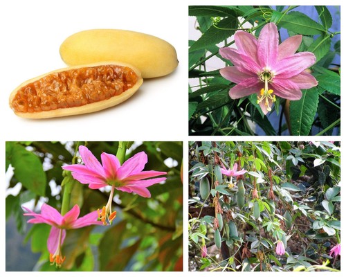Banana passion fruit pink - banana,