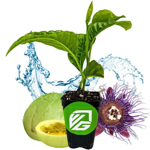 Granadilla passion fruit vine - passion,