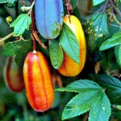 100 mango passion fruit seeds - fruit,
