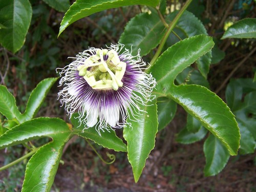 Passiflora edulis passion - edulis,