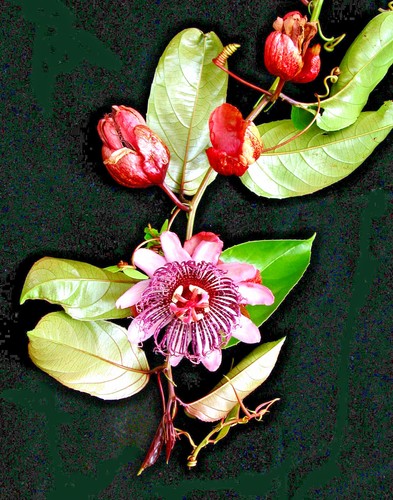 Passiflora ambigua rare - passiflora, ambigua,