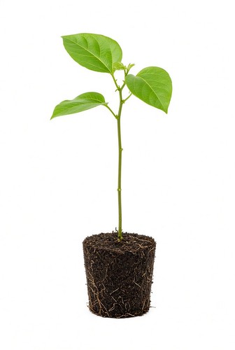 Live one plant sweet sunrise - one,