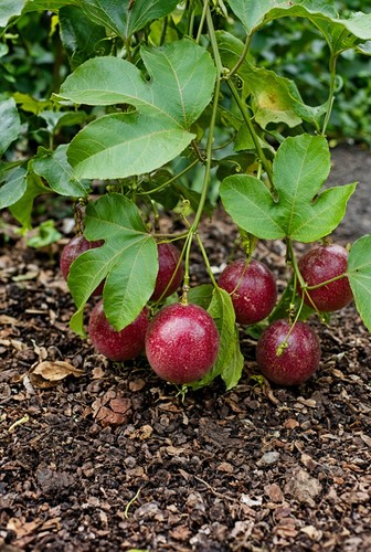 Passionfruit bounty red - passionfruit,