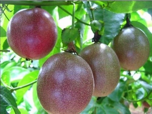 Purple passion fruit - passion,