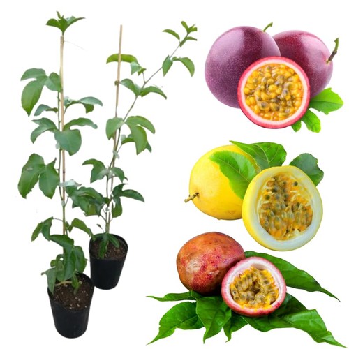 Assorted passion fruit - 2,