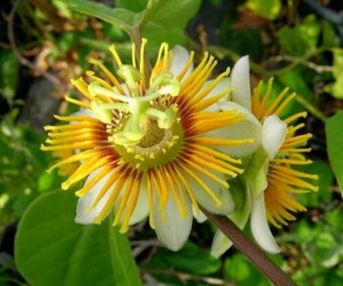 Yellow holosericea passiflora - yellow,