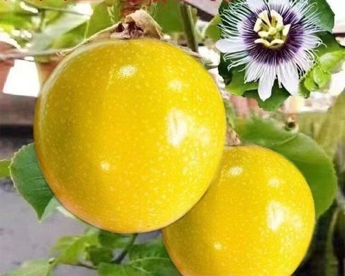 Golden passion fruit seeds - 15+,