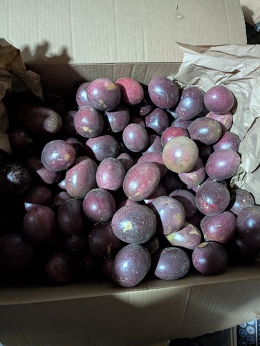 Purple passionfruit actual - purple,