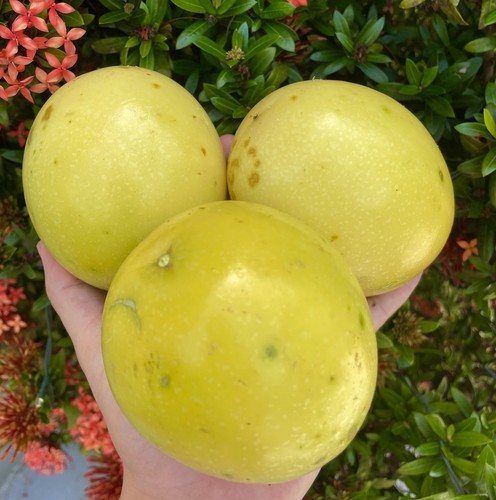Passion fruit maracuya yellow - fruit,