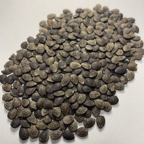 Passion flower seeds bulk - flower,