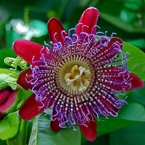 Giant granadilla passion fruit - giant,