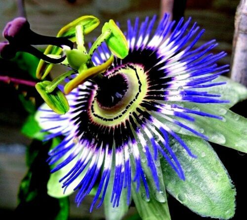 Hardy blue crown passiflora - ~hardy, crown~