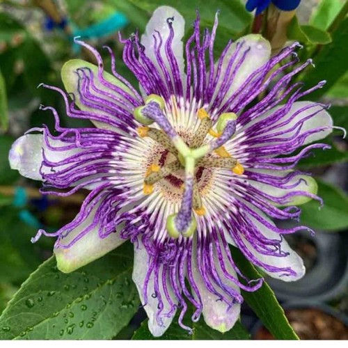 Panama red passion fruit - 3,
