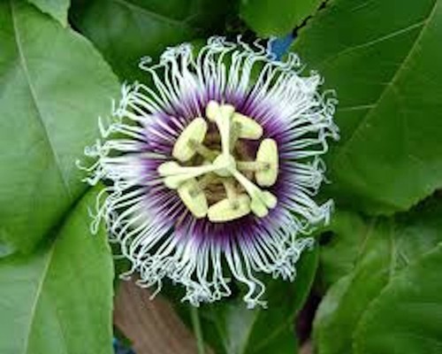 Purple passion fruit starter - passion,