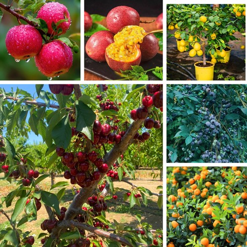 Mixed fruit seeds - pack, for