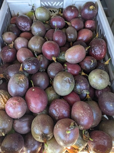 Fresh purple passion - fresh, 3