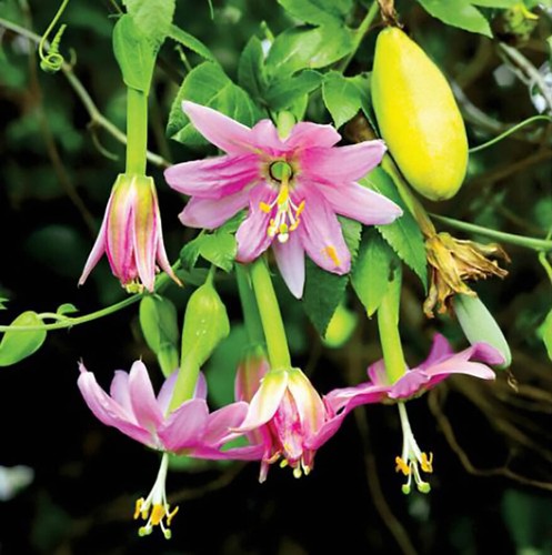 Banana passion fruit - banana,