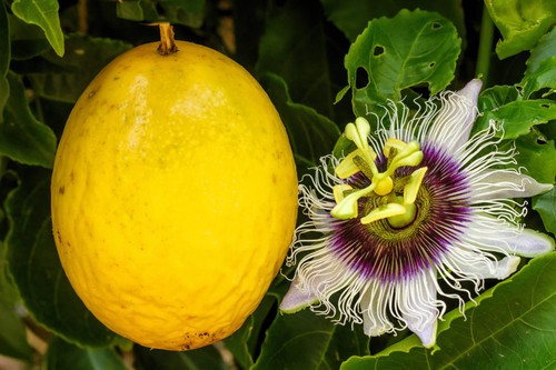 Yellow passion fruit vine - yellow,