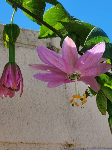 Rare healthy bannana passion - 2,
