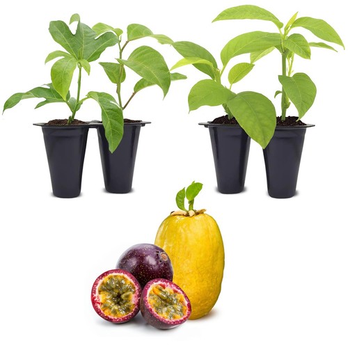 Passion fruit set 4 - set, of