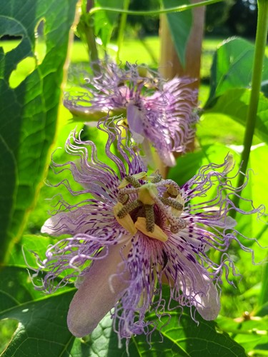 Passion vine seeds - 20,