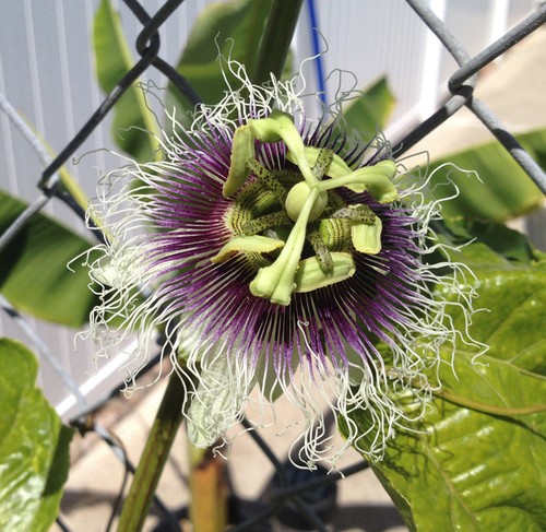 Purple passion fruit - purple,