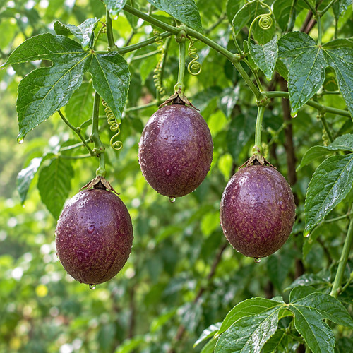 Purple passion fruit - fruit, seeds