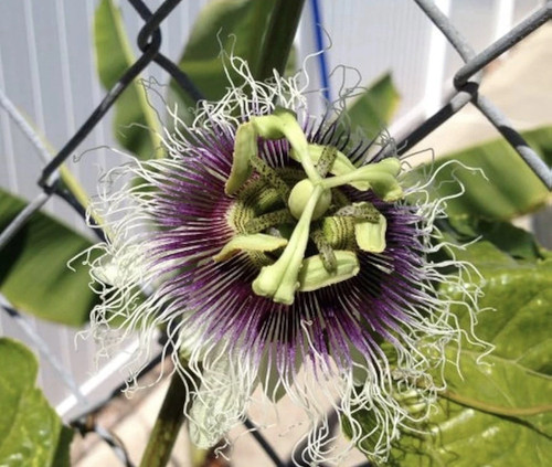 Frederick passion fruit live - frederick, fruit~live