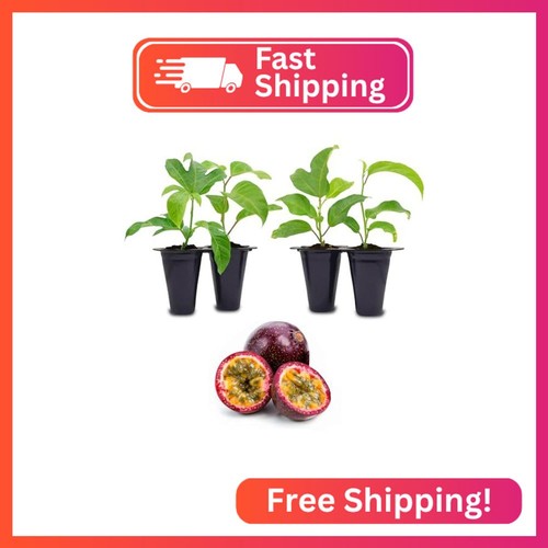 Passion fruit live plant - passion,