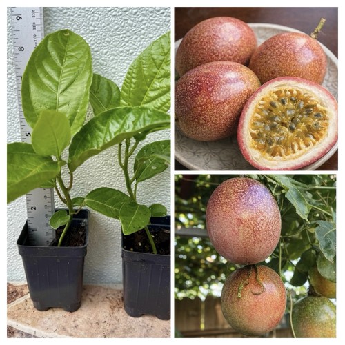 Purple passion fruit - 2-purple,