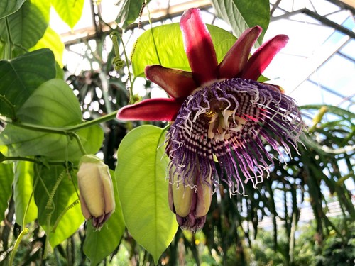 Giant granadilla passiflora - giant,